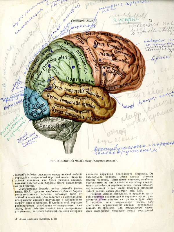 an image of brain from a text book with hand written notes